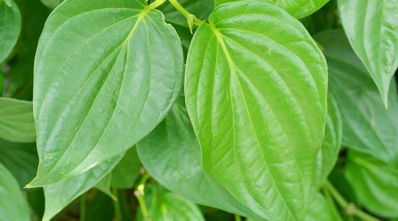 Health Benefits of Betel Leaves for Diabetes and Stress Reduction