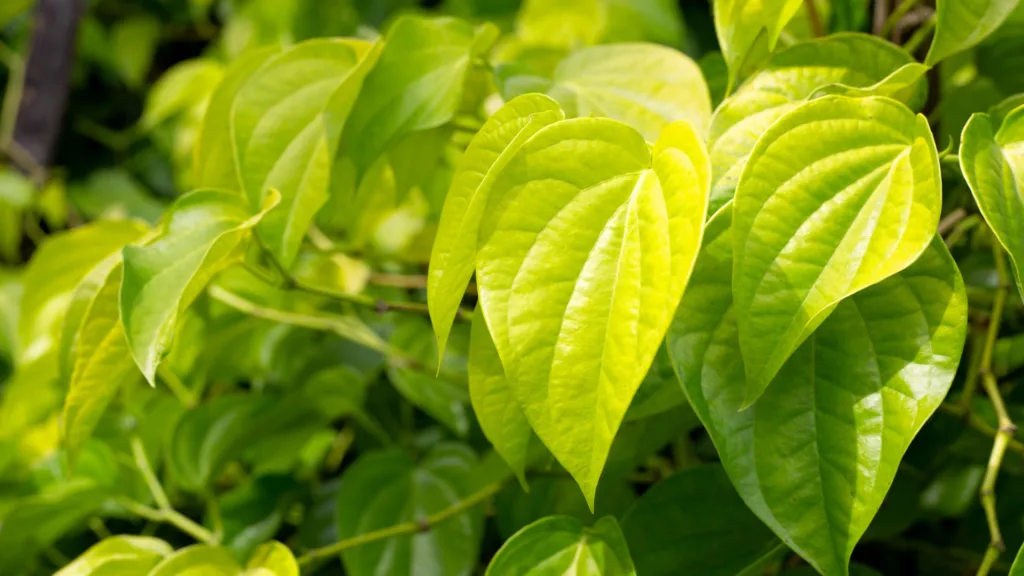 benefits of betel leaves