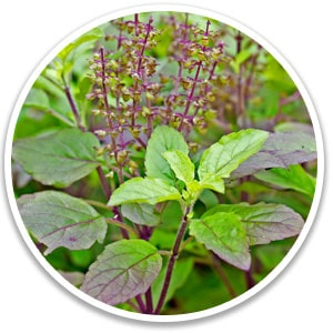 Puravive Reviews 19 66684593a97b3 holybasil